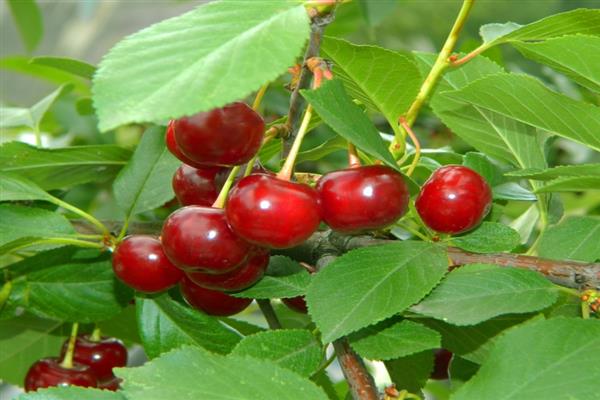 Ảnh Cherry Irtysh