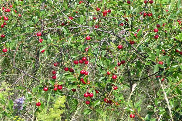 Cherry Novoaltaiskaya foto