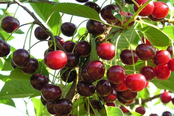 Cherry cùng tuổi