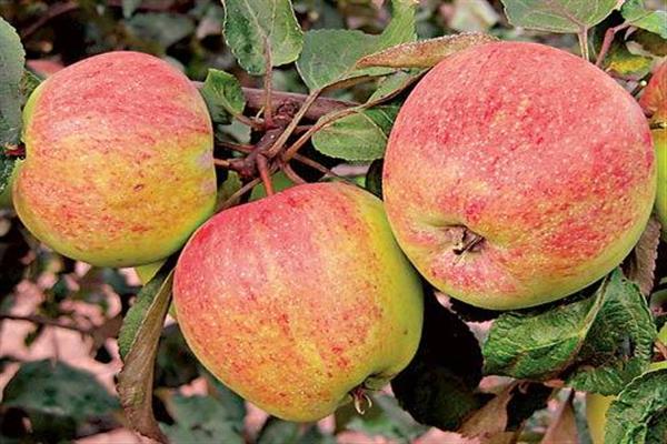Ябълково дърво Черкаси снимка на реколтата