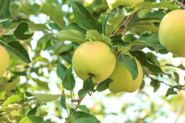 صور شجرة التفاح فينيكس ألتاي