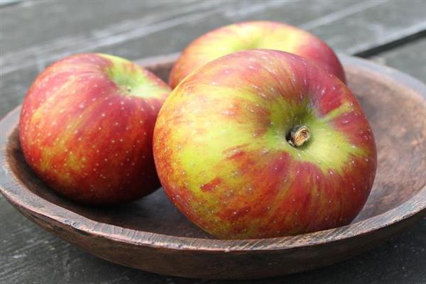 Снимка на ябълково дърво Cortland