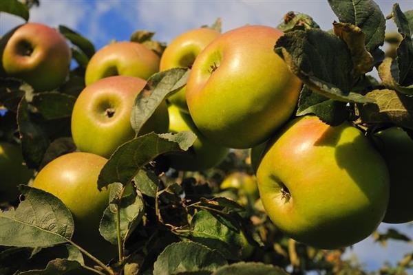 صور شجرة التفاح Kushnarenkovskoe الخريف