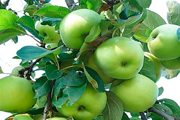 صور شجرة التفاح Maslovskoe