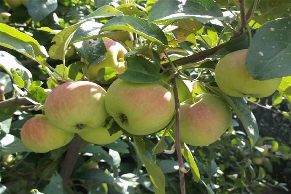 Ябълково дърво Подарък за градинари снимка