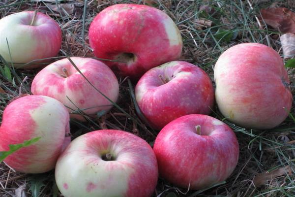 Apple tree Yandykovskoe photo