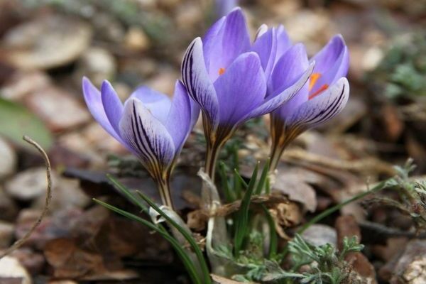 crocus