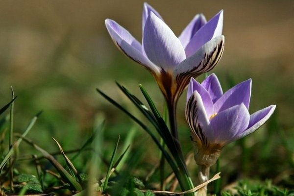 crocus