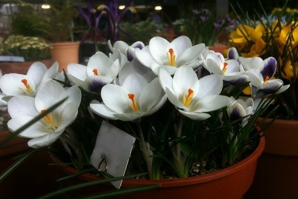 crocus