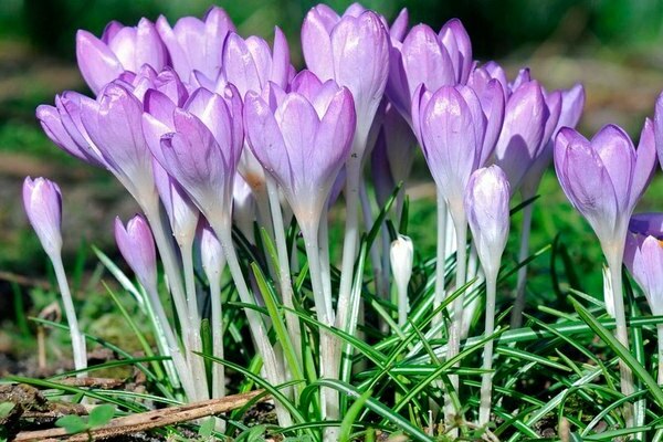 crocus