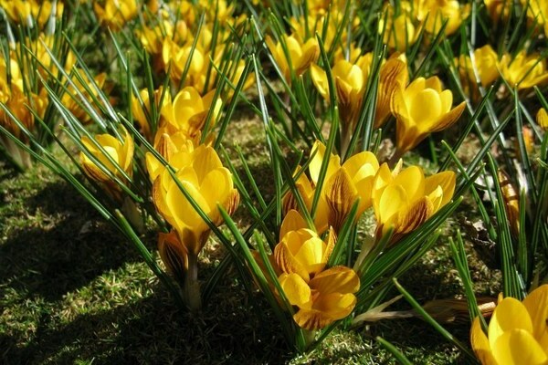 crocus