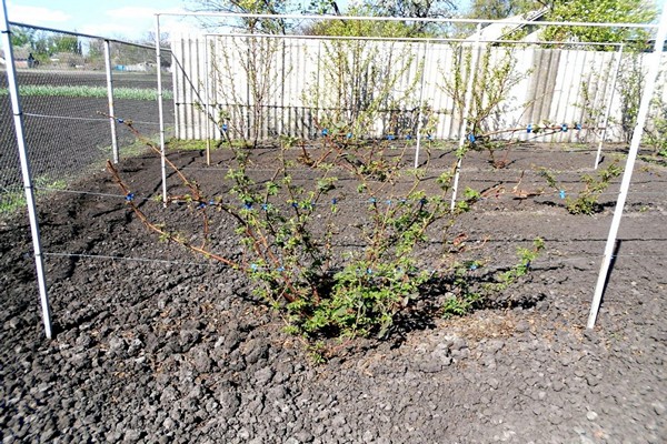 planting blackberries + in the ground