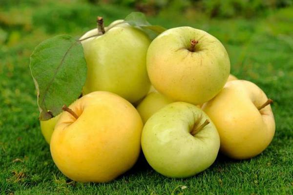 Apple-tree Ural Bulk description