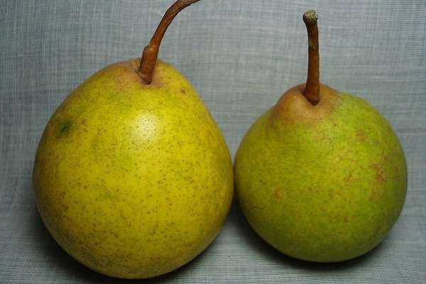 Bergamot pear