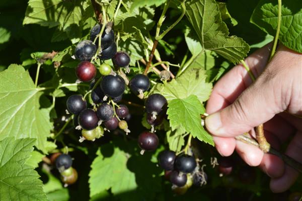 Черно френско грозде Беларуска сладка снимка