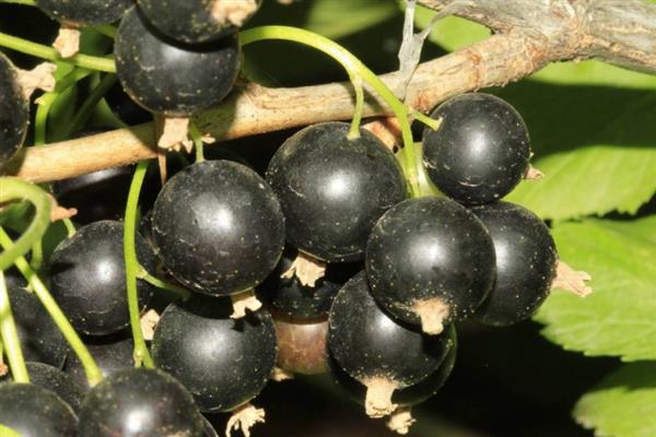 Larawan ng Blackcurrant Maagang Potapenko