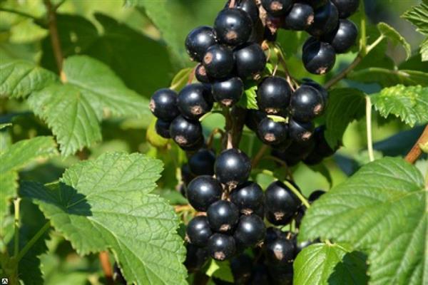 Black currant Riddle -bilde