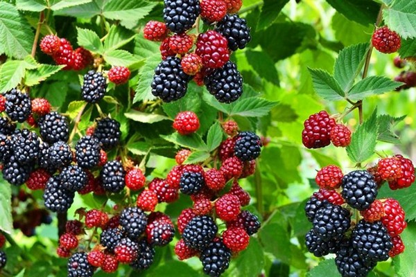 blackberry + trồng hạt giống