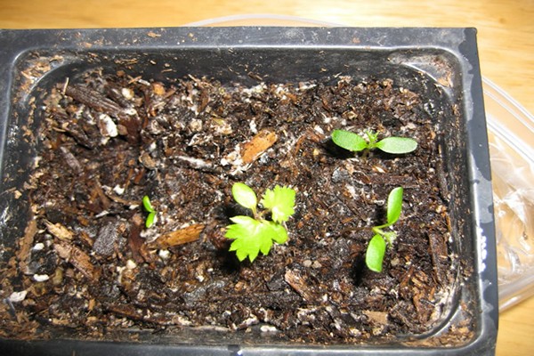 blackberry + seed growing