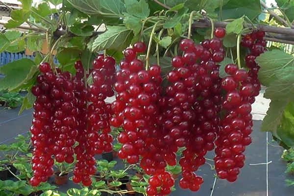 Снимка с дълголистни червено френско грозде