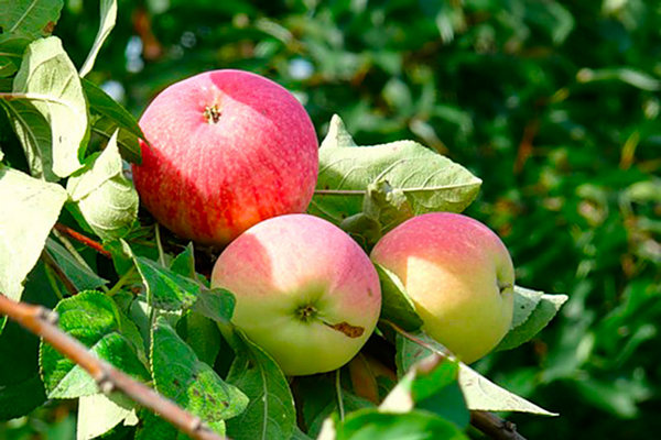 وصف شجرة التفاح ميلبا