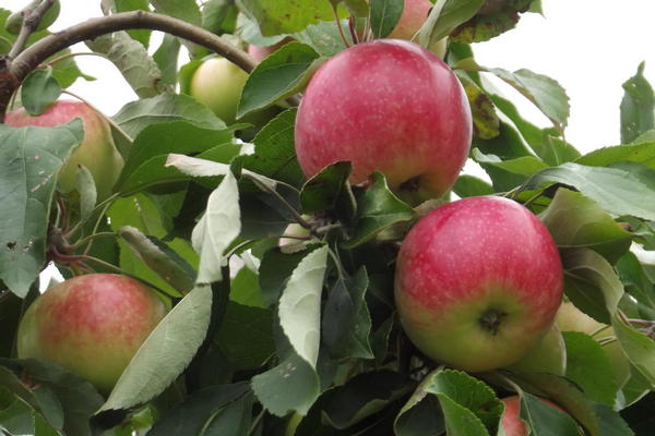 وصف شجرة التفاح ميلبا
