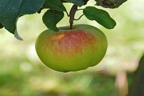 صور شجرة التفاح بويكين