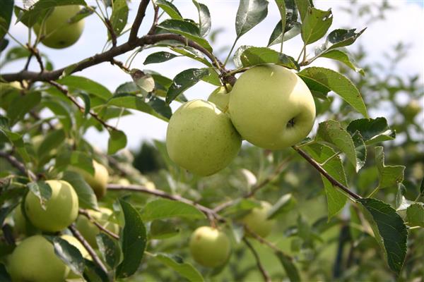 Ябълково дърво Снимка от абанос
