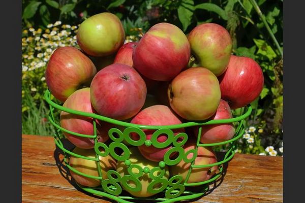 Mô tả cây táo tháng bảy Chernenko