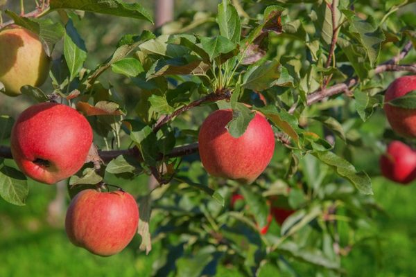 Mô tả về cây táo tháng bảy Chernenko