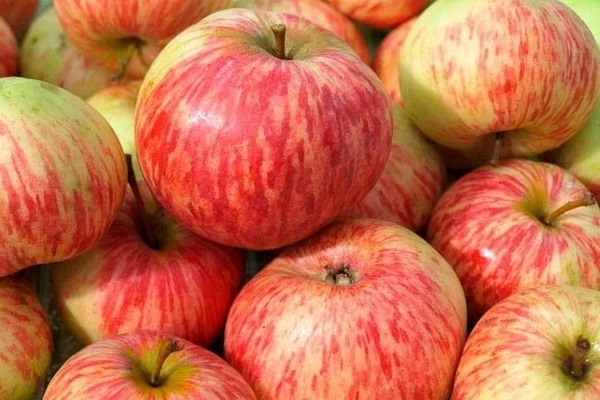 Описание на ябълково дърво Канела на ивици