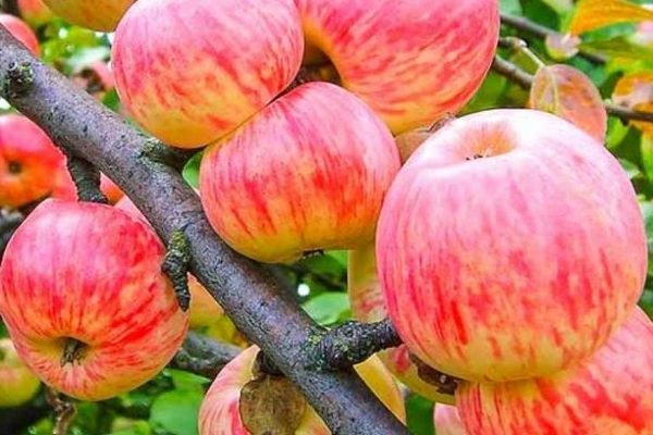 Penerangan berjalur kayu manis epal