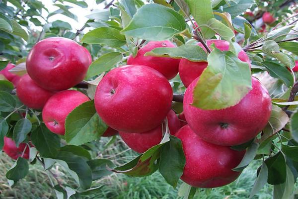 Червена ранна снимка на ябълково дърво