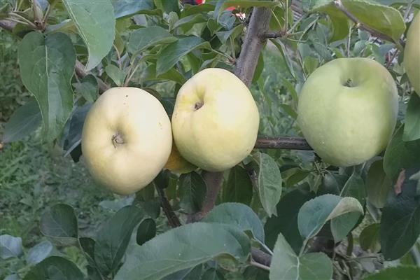 Foto Kuibyshev pokok epal