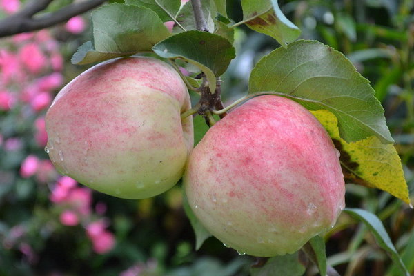 التفاح شجرة Kurnakovskoe