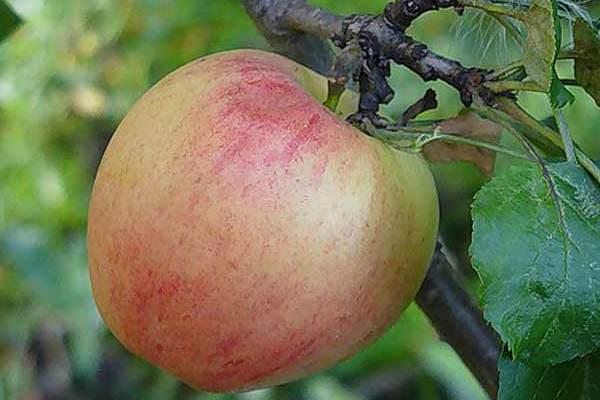 التفاح شجرة Kurnakovskoe