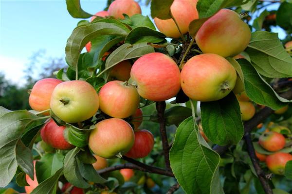 صور شجرة التفاح Martyanovskoe