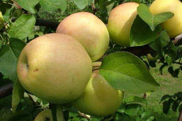 صور شجرة التفاح ناديجدا