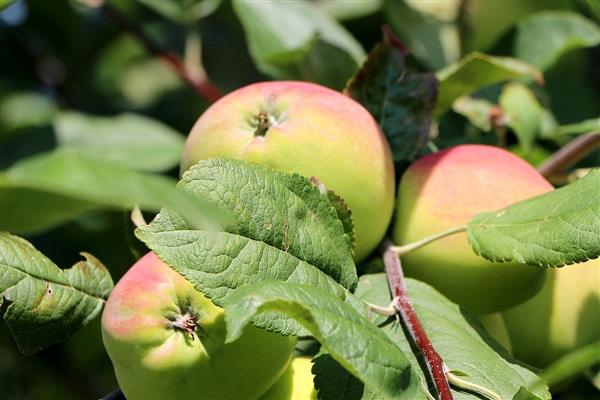 صور شجرة التفاح ناديجدا