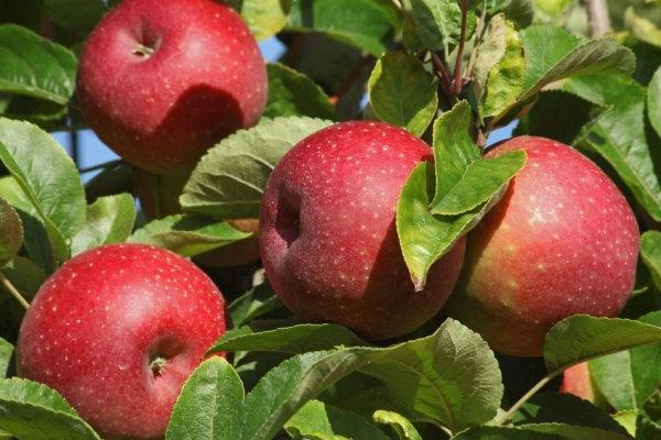 صور شجرة التفاح أوستانكينو