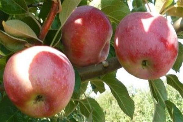 صورة شجرة التفاح ذاكرة سيرجيف