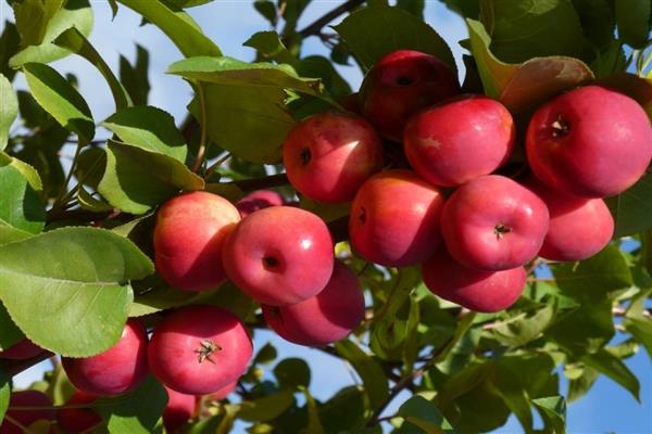 شجرة التفاح البكر من بورياتيا الصورة