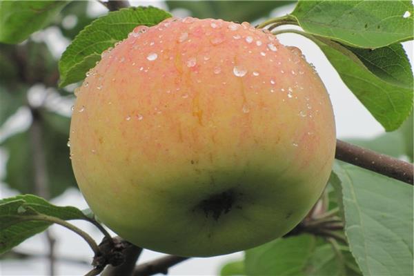 Apple tree multivitamin photo