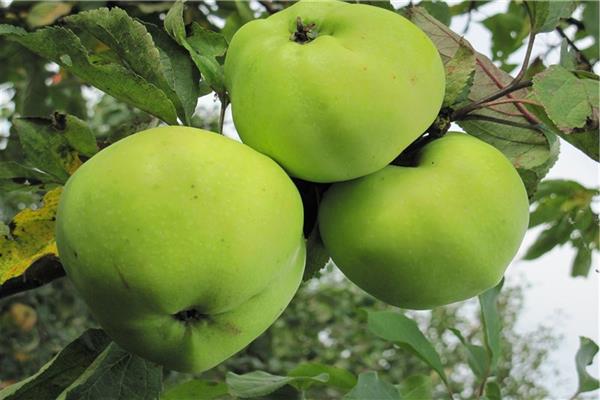 Pokok epal Foto yang sangat baik