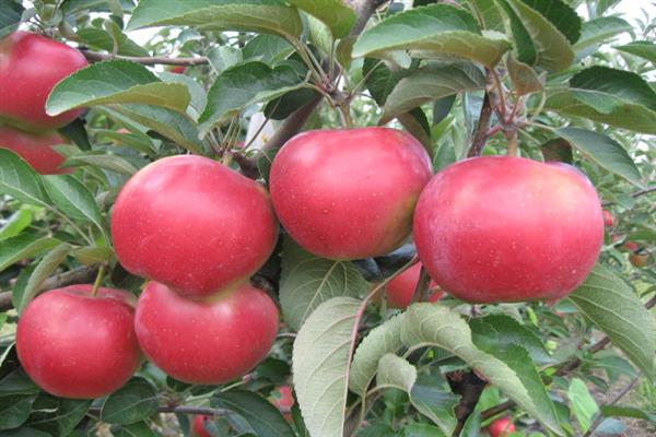 Larawan ng Apple-tree Prikubanskoe