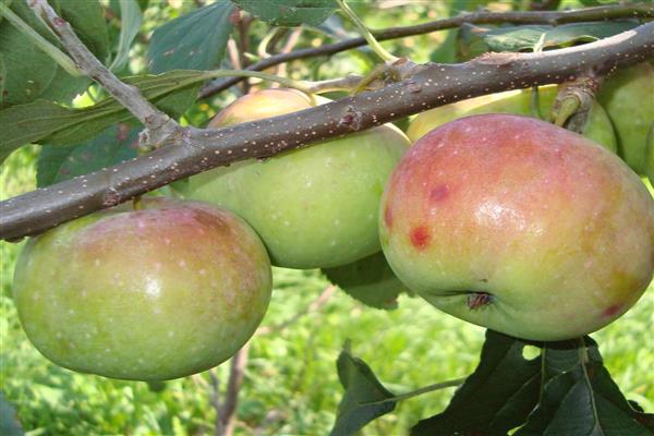 Foto Primorskoe pokok epal