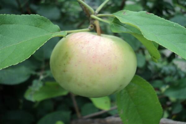 شجرة التفاح في وقت مبكر Bolonyaeva الصورة