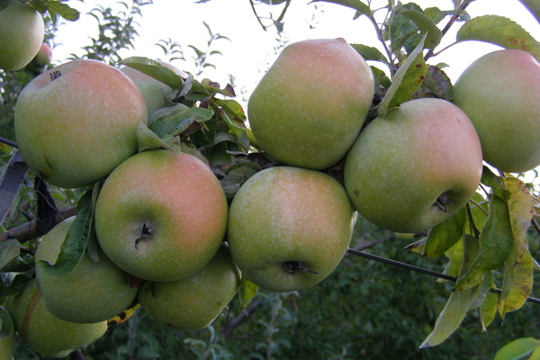 شجرة التفاح رينيه سيمرينكو