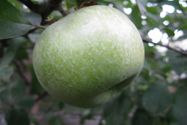 Foto pokok epal Renet Simirenko