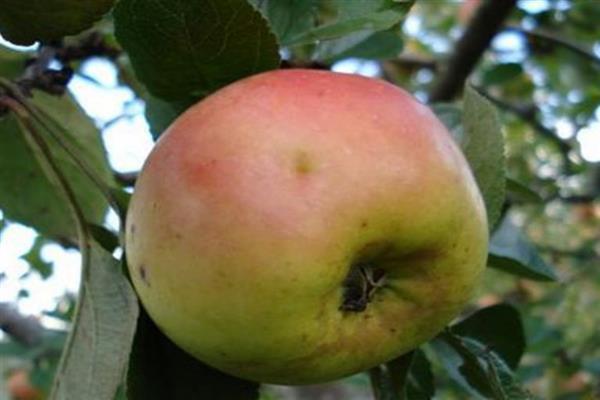 شجرة التفاح رينيه رسمت الصورة